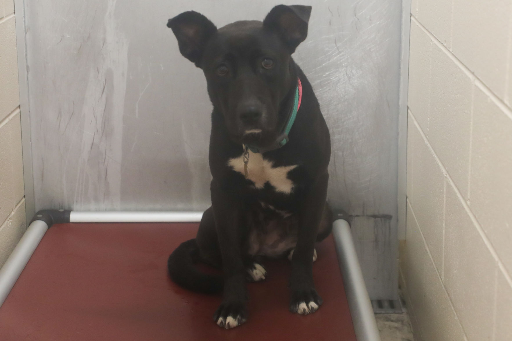 Lee County Humane Society pets for adoption